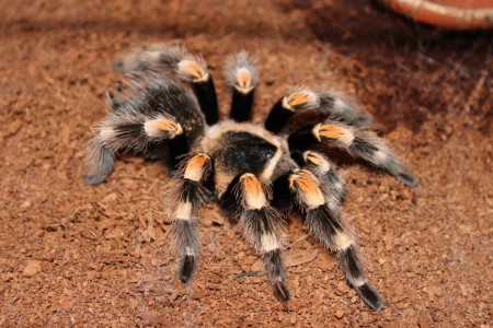 Brachypelma smithi 1,0 subad.