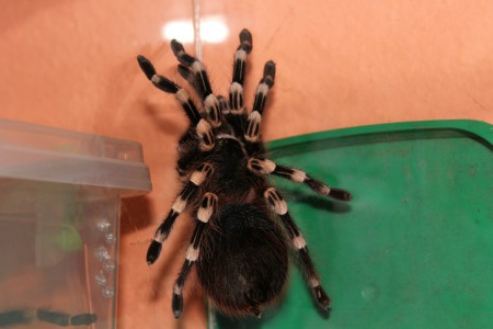 Acanthoscurria geniculata11sv 0,1