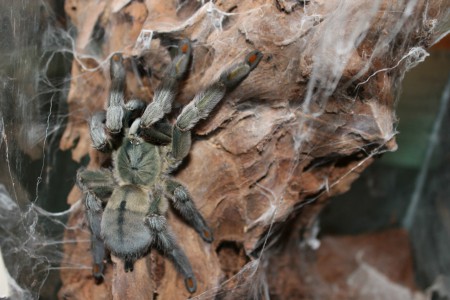 Psalmopoeus cambridgei 0,1