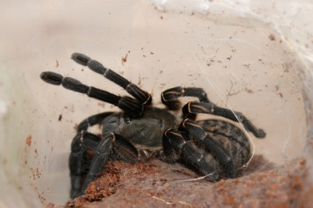 Haplopelma longipes 0,1